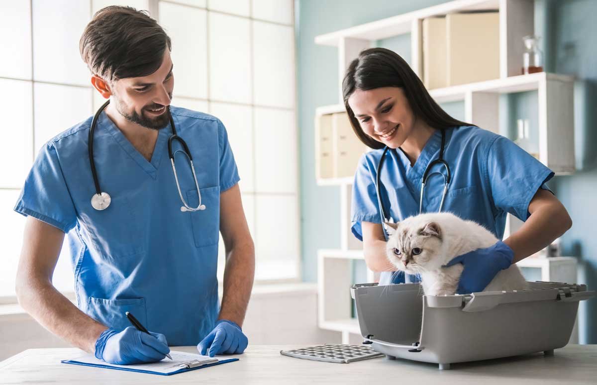 hermosos-jovenes-veterinarios-estan-examinando-lindo-gato